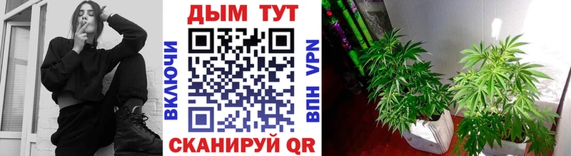 купить  цена  Белая Холуница  Конопля LSD WEED 